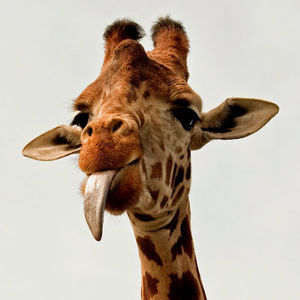 Meet your Posher, Campbell